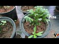 garden tour nursery with variety of plants fruits birds pots garden ഗാർഡൻനഴ്സറി versatilepassion