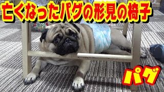 亡くなった初代パグの形見の椅子でくつろいでいる２代目パグを見ながら、「犬を飼うこと」についてお話しします。うちのパグ『おまめ日記』《ブサかわパグ動画》