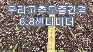 2월21일고추모종에찬물주고다음날 상태 정상입니다~우리고추모종간격은 6.8센치로했습니다.주위에서 6.2센치에서6.5센치로 하시네요.하우스에상추는벌레가거의안생깁니다.고추모종내기23일차