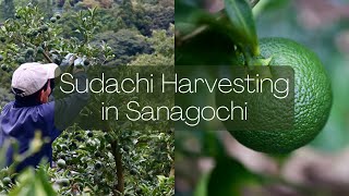 Tokushima's Treasure, Sudachi Citrus | Life in Tokushima's Countryside