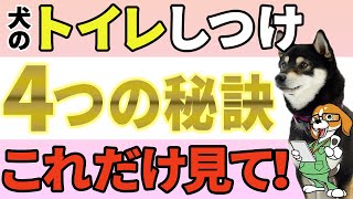 【獣医師監修】トイレしつけはこうやる！