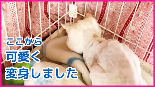 ガリガリでぼろぼろだったもなかを保護して２ヶ月が経ちました。#保護猫 #猫のいる暮らし #初めて猫を飼う