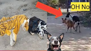 Fake tiger Prank Dog / Most Funny Video / Try to Not laugh chalenge 2021 / Dog Prank / Fun Prank 4u