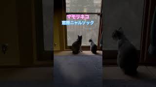 ネコと子ネコとおじさん　マモリネコ窓際ニャルソック　#shorts #cat #cats #ねこ #猫 #ねこのいる生活 #猫のいる暮らし #kitty #子猫 #ギンニャン #毛玉ニャンコ