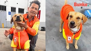 Gringo, el perro adoptado que impidió un robo en una estación de servicio en Perú