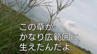 米作り物語 30話 オヤジカメラマンで色々放送事故？！