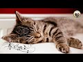 10 Hours of Cat Music ♬ Cat Purring Sounds and Piano Music ♬ Relaxing Cat Music MIX