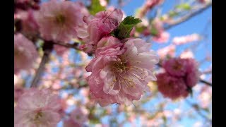 Double Flowering Plum