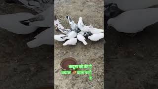 ठंड से बचने का तरीका कबूतर को #pigeon #kabutarandekabdetehain #kabootar #shortvideo