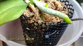 蝴蝶蘭一星期後分享報告 #VinsonGarden講花經