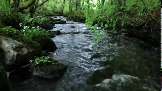 8 Hours Relaxing Nature Sounds Forest River-Sleep Relaxation-Birdsong-Sound of Water-Johnnie Lawson