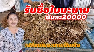 รับซื้อใบมะขาม ตันละ20000 เปลี่ยนใบมะขามเป็นเงิน#นครปฐม