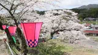 桜ヶ丘公園　さくら祭り　瑞浪市陶町