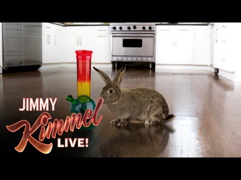What happens if a bunny gets high?