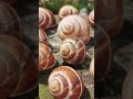 snails youtubeshorts animals snail