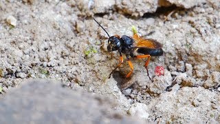 紅腳細腰蜂挖洞築巢20180626