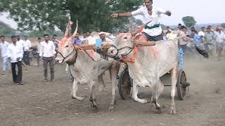 Belavantara bulls | 1560 feet run | Kundagola race