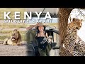 WILDLIFE SAFARI in KENYA, AFRICA (Masai Mara) 🇰🇪