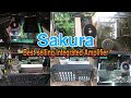 Sakura Amplifier best selling