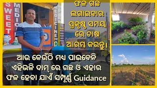 ଫଳ ଗଛ ନିଜ ବାଡି ରେ ଲଗାଇ ହୁଅନ୍ତୁ ଲାଭବାନ। ଏବେ ହିଁ ନେଇଯାଆନ୍ତୁ ବିଭିନ୍ନ ପ୍ରକାର ର ଫଳ ଗଛ ବହୁତ୍ କମ୍ ମୂଲ୍ୟ ରେ।