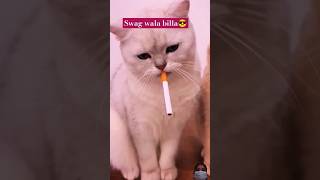 Swag walla billa #cat #pets #catlover #animals #funny #cutecat #cuteanimals #shorts #viralvideo