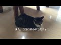 お掃除ロボに動じない猫。まるおvsココロボ