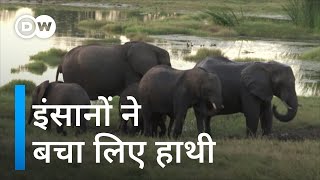 यहां तीन साल से नहीं हुआ किसी भी हाथी का शिकार [Saving Zimbabwe's elephants]