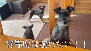 【ミニチュアシュナウザーとの暮らし】多頭飼いシニア犬の穏やかな日常