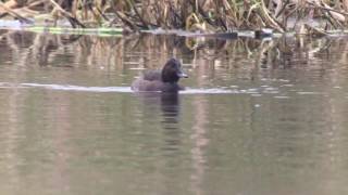 Common Pochard x Ferruginous Duck