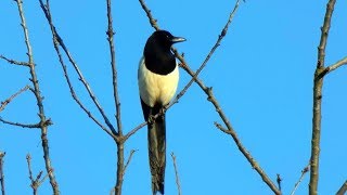 Straka obecná (Pica pica),Elster,Eurasian magpie 4K