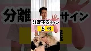 愛犬の分離不安のサイン5つ#dog #犬のしつけ #犬のいる暮らし