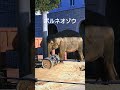 遊具を動かすボルネオのふくちゃん shorts