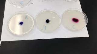 Effect of Molecular Weight on Diffusion