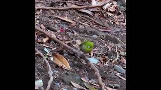 メジロ世田谷地区ショート 2025 01 19 #メジロ #野鳥 #birds #wildlife #nature #自然観察ぶらり散歩