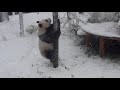 Ouwehands Dierenpark - Wu Wen falling off the roof