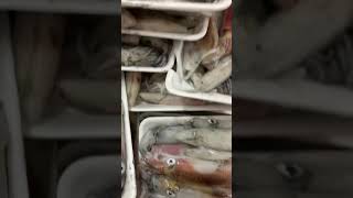 Mực câu nháy xịn xò