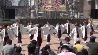 美楽連（浜松がんこ祭り2013・2日目東街区会場）