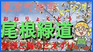 東京町田尾根緑道鳥のさえずり２０２０年４月