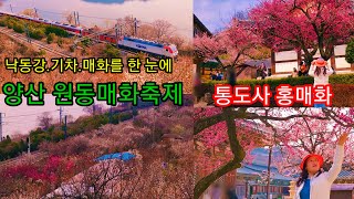 원동매화축제와 통도사 홍매화 - 낙동강. 기차. 매화를 한 눈에 보는 양산 원동매화축제와 국내에서 홍매화가 가장 일찍 피는 통도사 홍매화