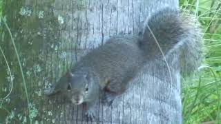 Morning walk and squirrel 2011 12 2