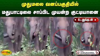 முதுமலை வனப்பகுதியில் மதுபாட்டிலை சாப்பிட முயன்ற குட்டியானை | Nilgiris | Jaya Plus