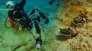 UNTV: The Dive | Macro \u0026 wide-angle underwater photography in Puerto Galera