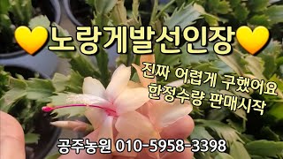 #12월27일# 노랑게발선인장 한정수량 판매 진짜 어렵게 구했어요 진빨강. 핑크. 흰색 게발대품도 있어요