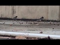 Jungle Myna Searching Nesting Material on Rooftop