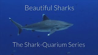 Shark TV - Beautiful Sharks -The Shark-Quarium  Relaxation/Meditation no.1- Elegant Silvertip Sharks