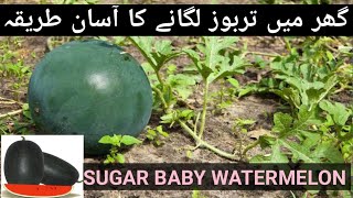 how to grow watermelon at home/گھر میں تربوز لگانے کا آسان طریقہ waqar of tuna