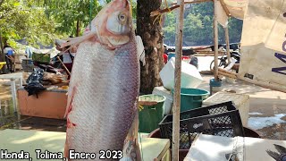 Honda, Tolima, Temporada De Subienda 2023