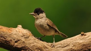 #MagnificentBlackcap - 28 days of epic journey from Europe to Africa