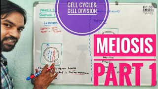 Meiosis | Part 1 | Cell division