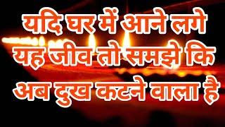 यदि घर में आने लगे यह जीव तो समझे कि अब आपके अच्छे दिन आने वाले है ll Jai maa लक्ष्मी